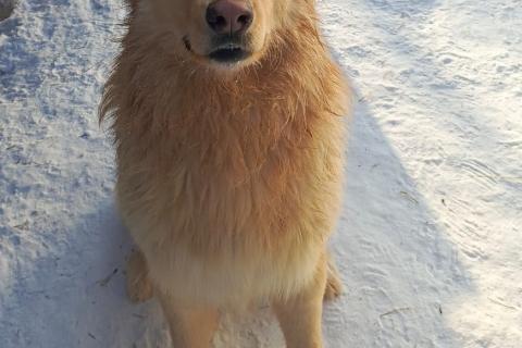В дар собаку. Мягкий и пушистый Лучик ищет дом!. Фото3