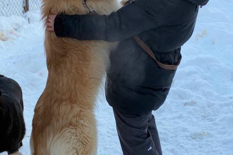 В дар собаку. Мягкий и пушистый Лучик ищет дом!. Фото4