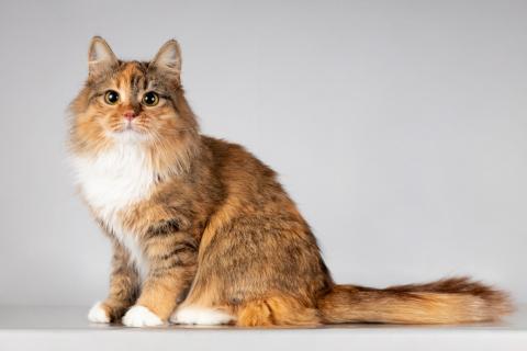 В дар кошку. Нежная ласковая кошечка Фиона. Фото1