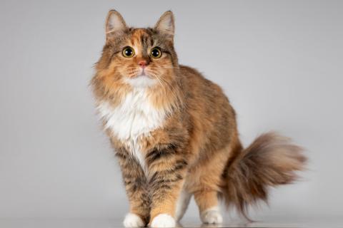 В дар кошку. Нежная ласковая кошечка Фиона. Фото3