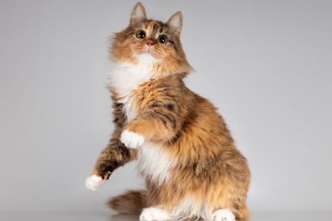 В дар кошку. Нежная ласковая кошечка Фиона. Фото4