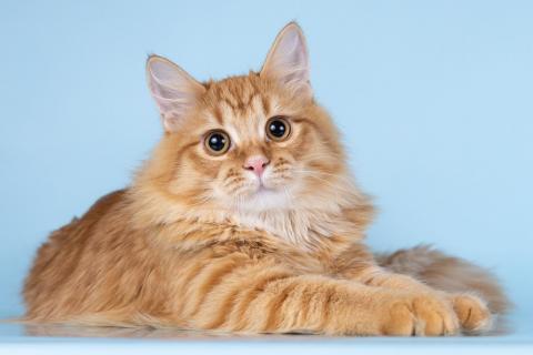 В дар кошку. Нежный ласковый рыжий котик Лютик. Фото1