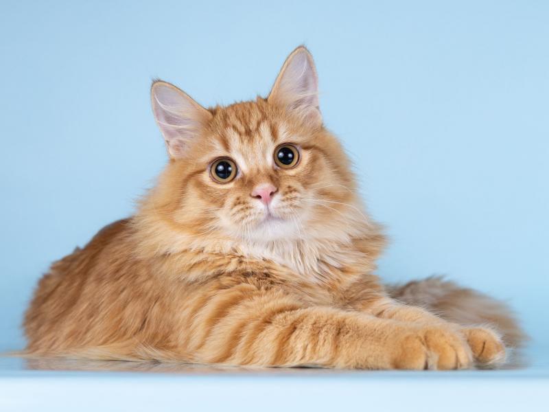 В дар кошку