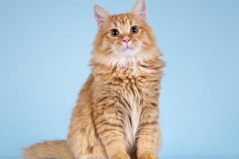 В дар кошку. Нежный ласковый рыжий котик Лютик. Фото2