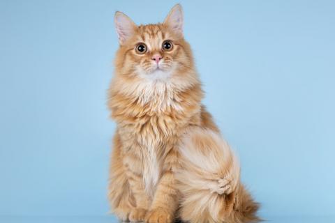 В дар кошку. Нежный ласковый рыжий котик Лютик. Фото3