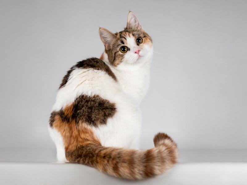 В дар кошку