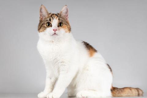 В дар кошку. Юная ласковая трехцветная кошечка Ника. Фото2