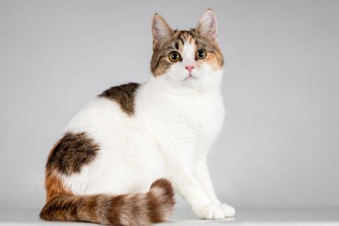 В дар кошку. Юная ласковая трехцветная кошечка Ника. Фото3