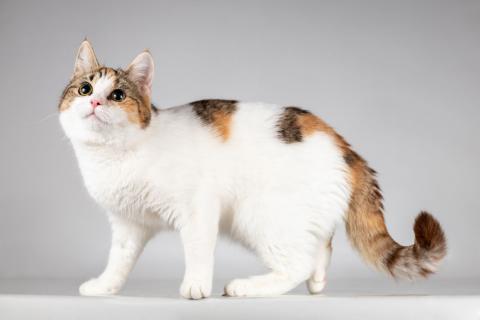 В дар кошку. Юная ласковая трехцветная кошечка Ника. Фото4