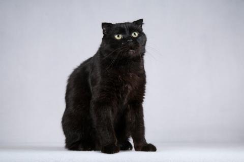 В дар кошку. Чёрный вислоухий красавец кот Фауст. Фото3