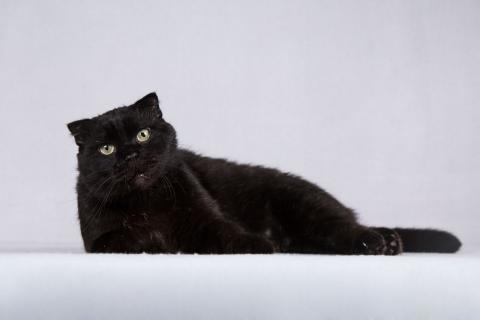 В дар кошку. Чёрный вислоухий красавец кот Фауст. Фото4