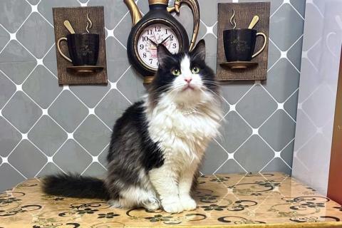 В дар кошку. Нежный пушистый красавец Рычардо. Фото1