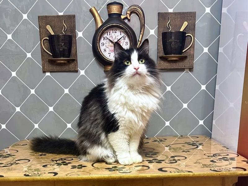 В дар кошку