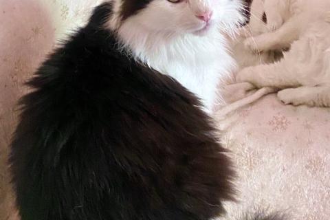 В дар кошку. Нежный пушистый красавец Рычардо. Фото3