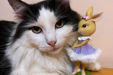 В дар кошку. Нежный пушистый красавец Рычардо. Фото4