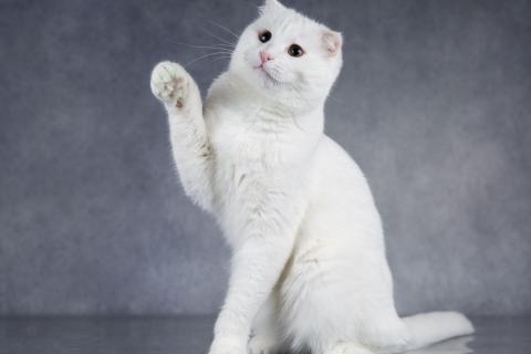 В дар кошку. Интеллигентный ласковый глухой котик Эклер. Фото1