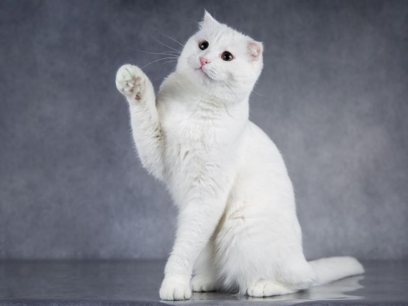 В дар кошку