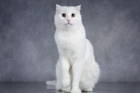 В дар кошку. Интеллигентный ласковый глухой котик Эклер. Фото2