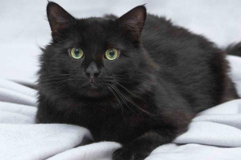 В дар кошку. Ласковый чёрный пушистый котик Хеликс. Фото2