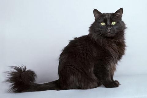 В дар кошку. Ласковый чёрный пушистый котик Хеликс. Фото4