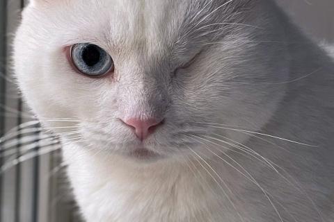 В дар кошку. Ласковый шотландский кот Маугли. Фото3