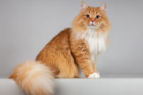 В дар кошку. Нежный ласковый юный котик Пушкин. Фото1