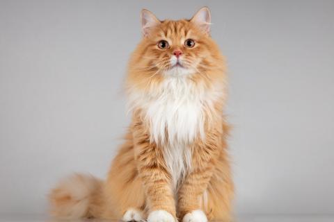 В дар кошку. Нежный ласковый юный котик Пушкин. Фото3