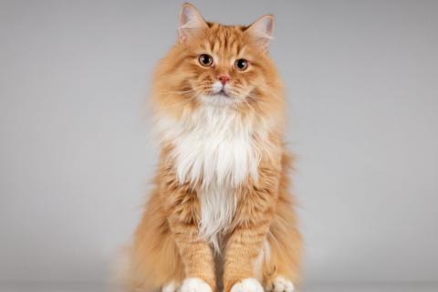 В дар кошку. Нежный ласковый юный котик Пушкин. Фото4