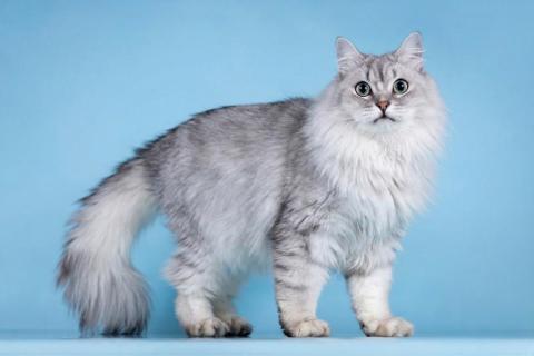 В дар кошку. Ласковый котик Ринальдо в добрые руки. Фото1