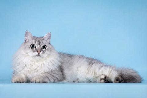 В дар кошку. Ласковый котик Ринальдо в добрые руки. Фото3