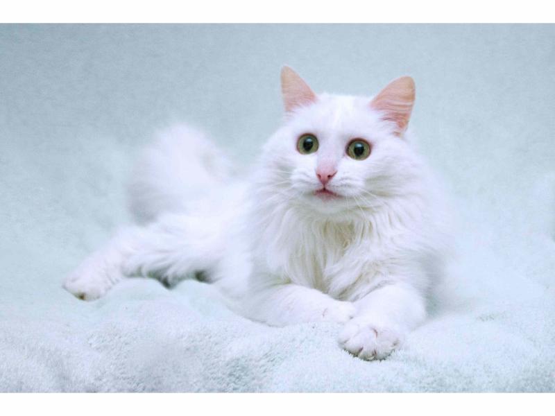 В дар кошку