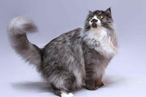 В дар кошку. Большой добрый кот Рома в добрые руки. Фото4