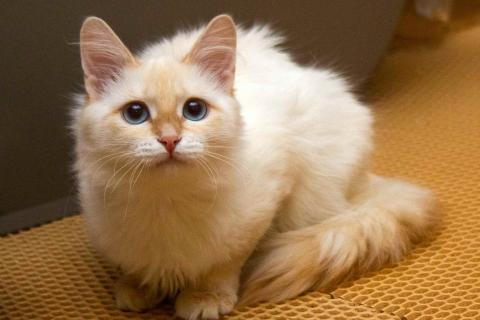 В дар кошку. Нежная ласковая кошечка Синди в добрые руки. Фото1