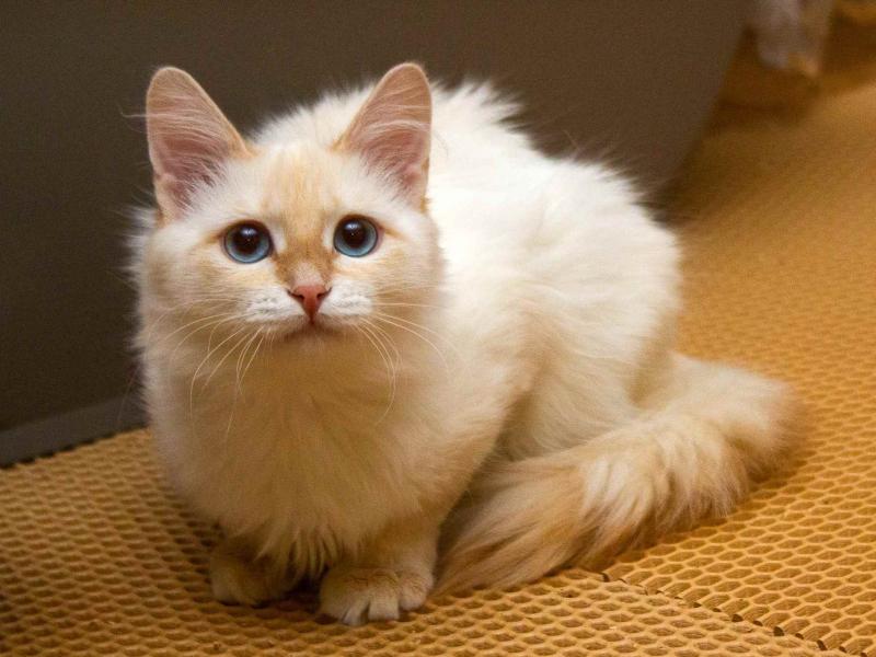 В дар кошку