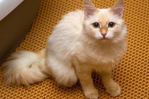 В дар кошку. Нежная ласковая кошечка Синди в добрые руки. Фото2