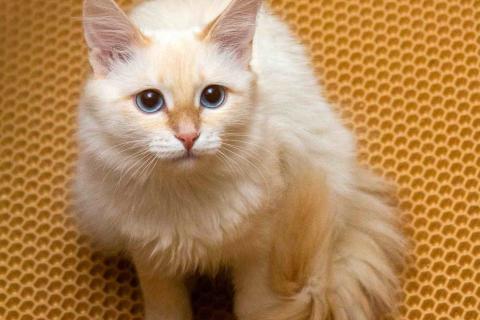 В дар кошку. Нежная ласковая кошечка Синди в добрые руки. Фото3