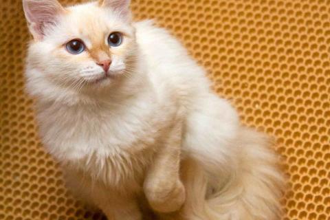 В дар кошку. Нежная ласковая кошечка Синди в добрые руки. Фото4