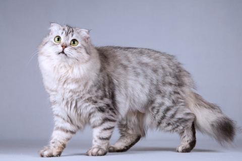 В дар кошку. Нежная ласковая кошечка Сирень в добрые руки. Фото1