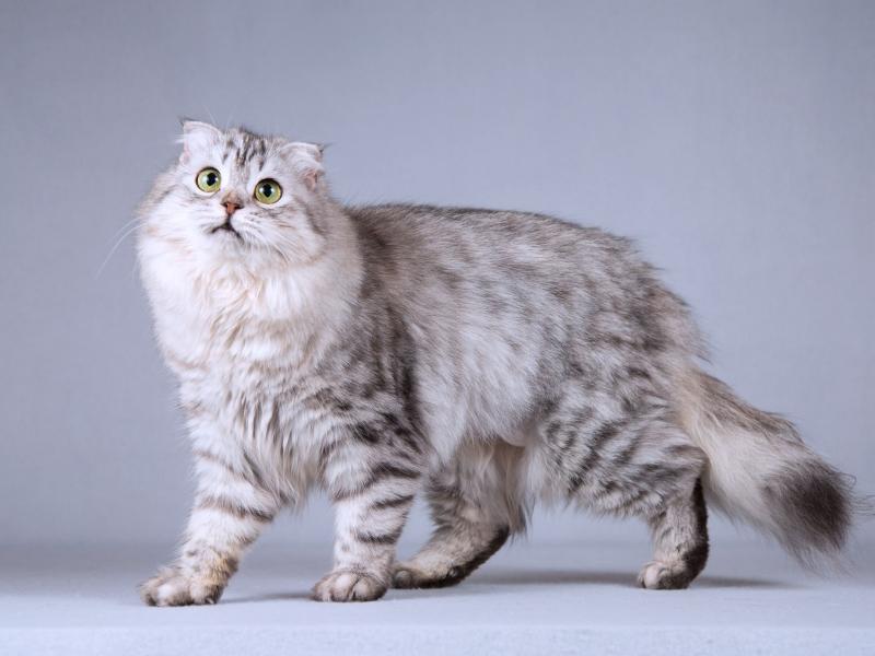 В дар кошку