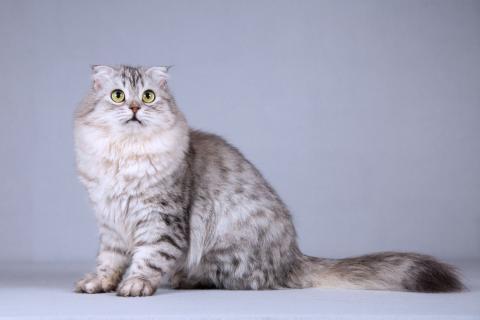 В дар кошку. Нежная ласковая кошечка Сирень в добрые руки. Фото3