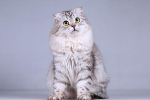 В дар кошку. Нежная ласковая кошечка Сирень в добрые руки. Фото4