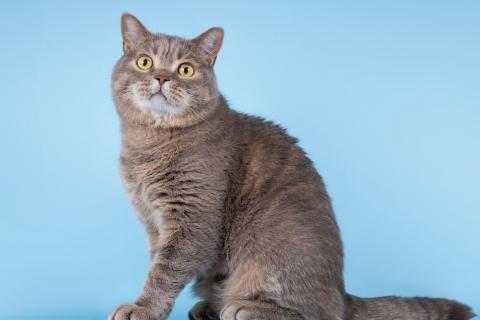 В дар кошку. Нежный ласковый котик Митенька в добрые руки. Фото1