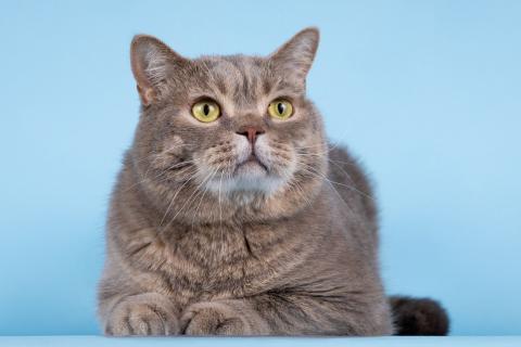 В дар кошку. Нежный ласковый котик Митенька в добрые руки. Фото4