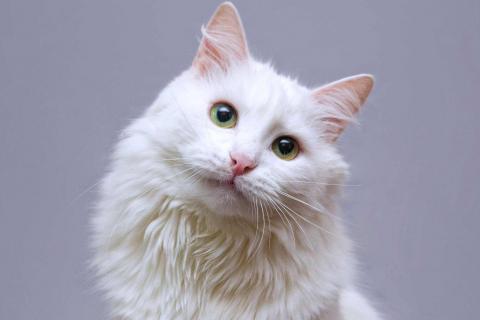 В дар кошку. Нежный ласковый котик Никита в добрые руки. Фото1