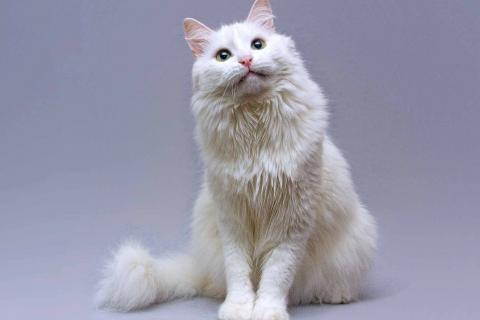 В дар кошку. Нежный ласковый котик Никита в добрые руки. Фото2