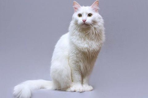 В дар кошку. Нежный ласковый котик Никита в добрые руки. Фото3