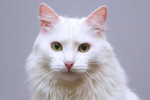 В дар кошку. Нежный ласковый котик Никита в добрые руки. Фото4