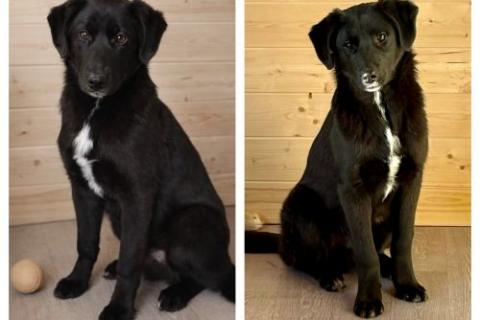 В дар собаку. Ричард и Сеня, добрые, умные, контактные щенки-подростки ищут дом. Фото1