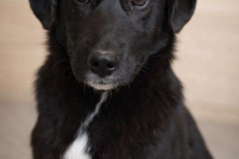 В дар собаку. Ричард и Сеня, добрые, умные, контактные щенки-подростки ищут дом. Фото4