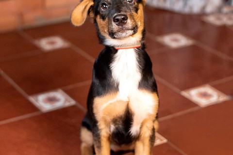 В дар собаку. Милейшая обаяшка девочка-щенок Люси ищет дом. Фото1